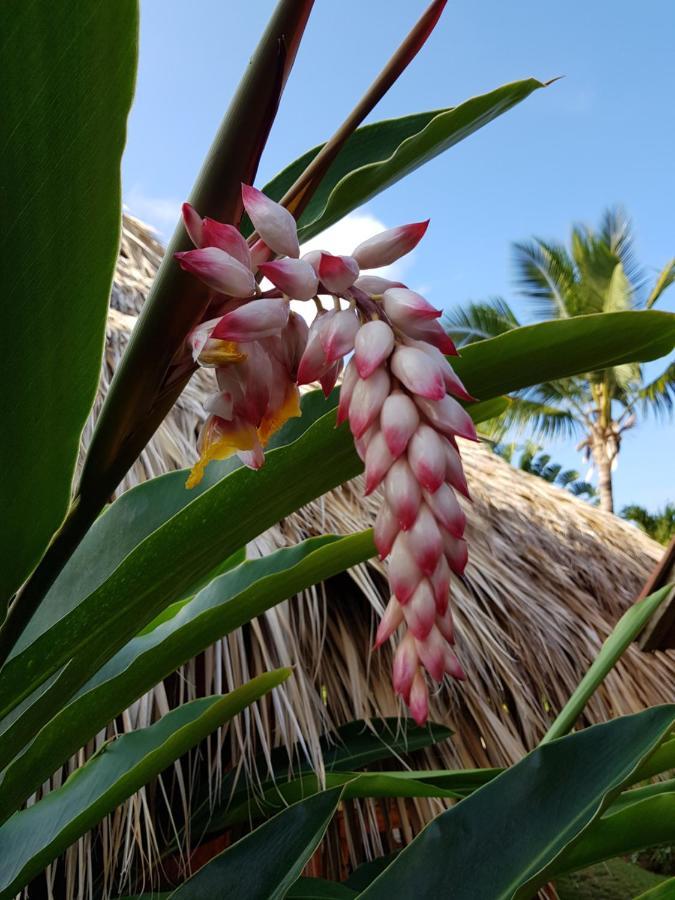 Solazul Bed and Breakfast Las Galeras Buitenkant foto